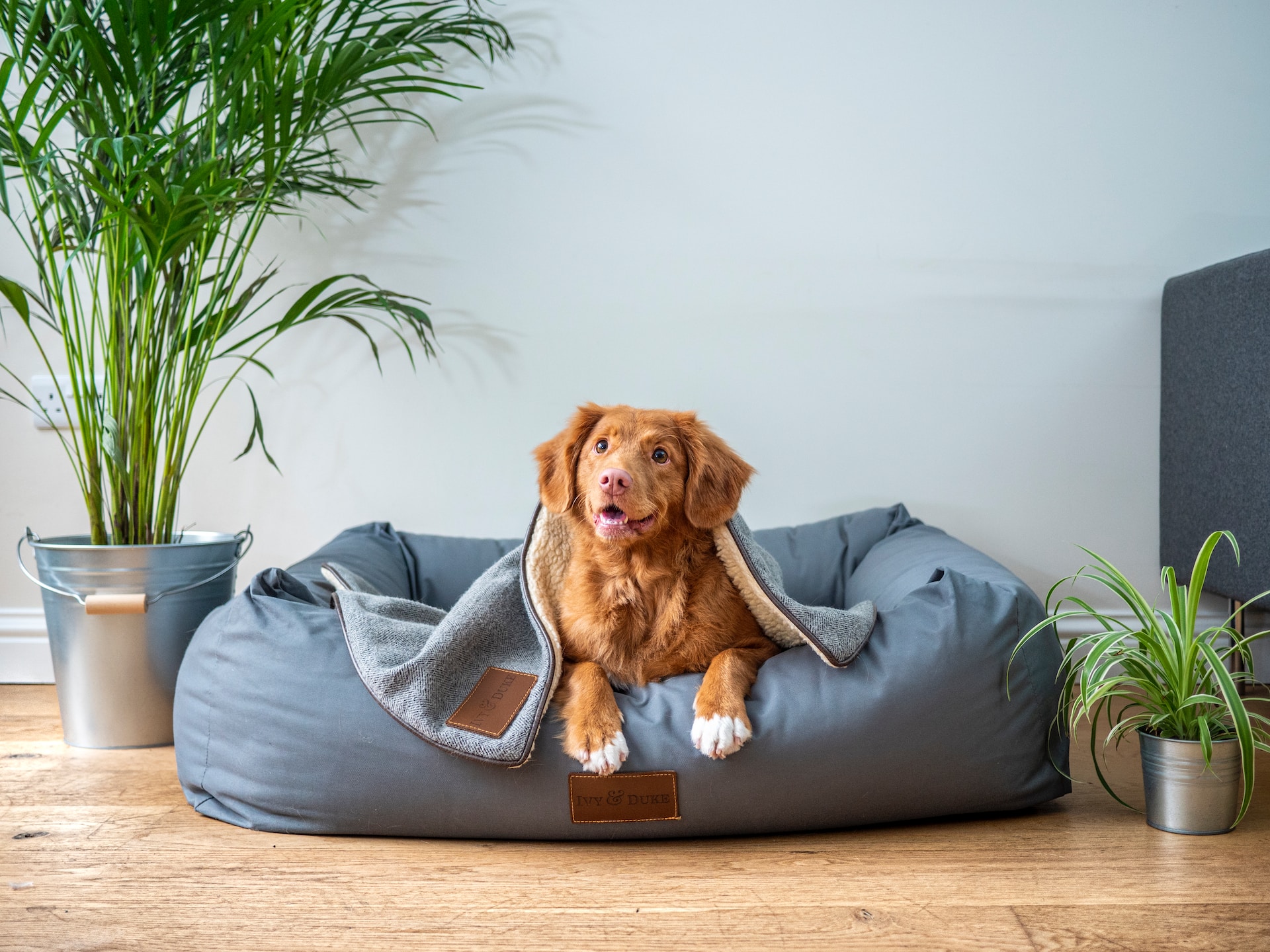 pet hair removal tips: dog sitting on dog bed in living room